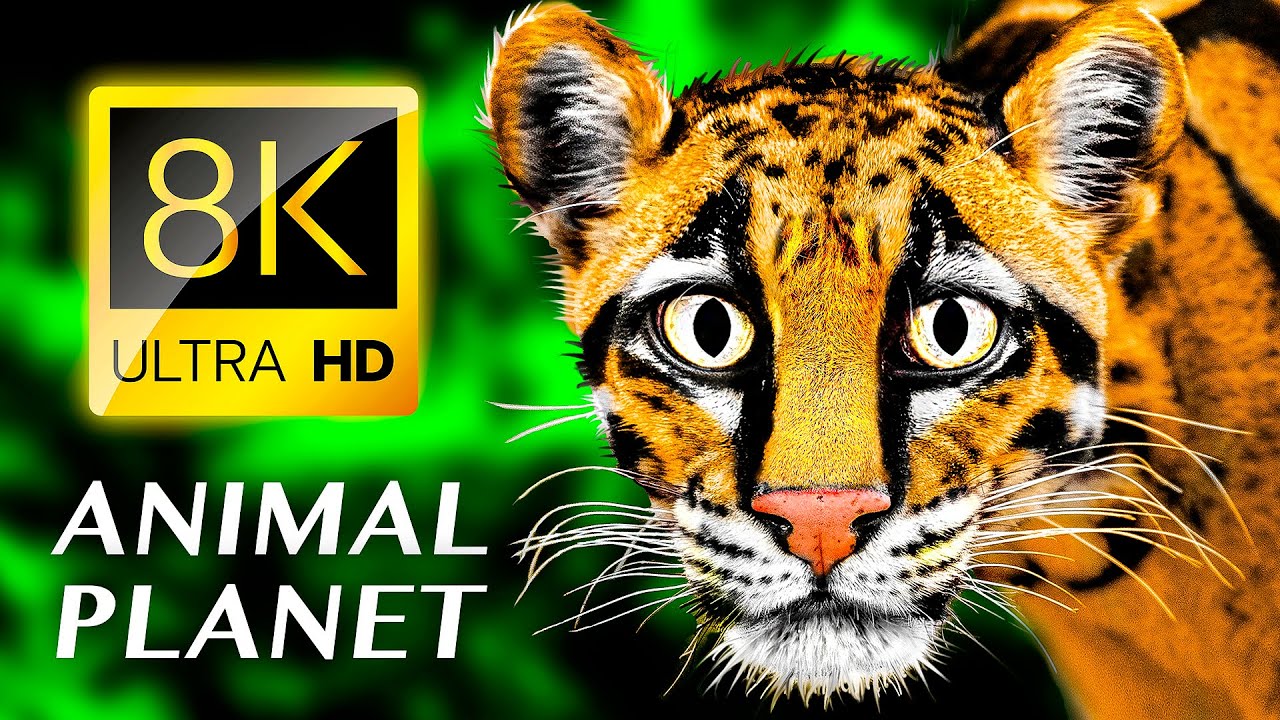 ПЛАНЕТА ЖИВОТНЫХ 8K ULTRA HD - #8K