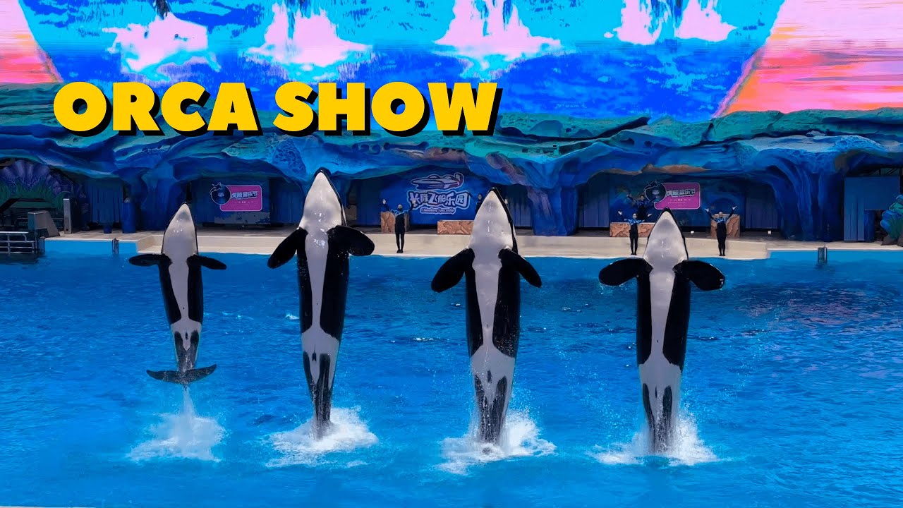 ORCA SHOW - Zhuhai Chimelong Spaceship - April 29, 2025