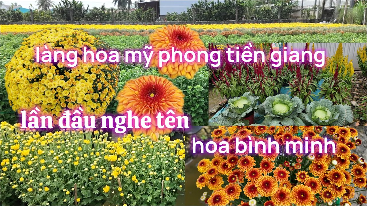 Rực Rỡ " Làng Hoa Mỹ Phong - Tiền Giang Vào Những Ngày Giáp Tết 2026
