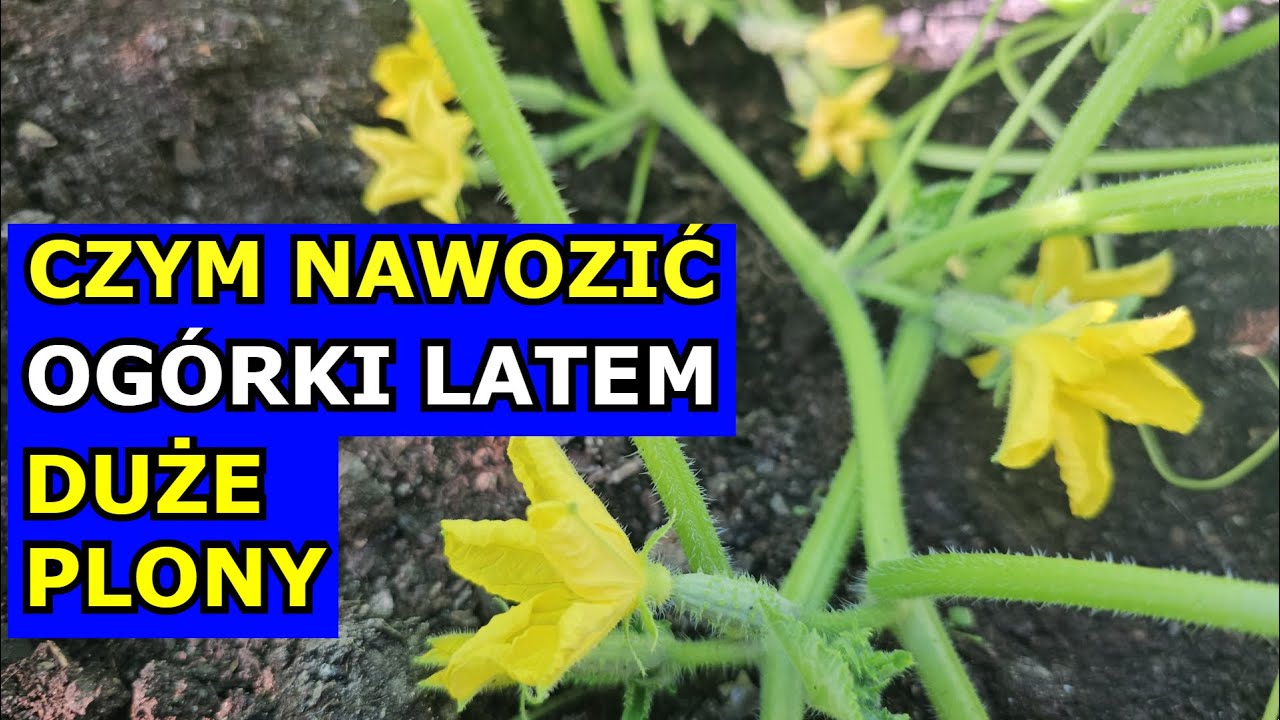 Czym Nawozić Og&oacute;rki Latem aby DOBRZE PLONOWAŁY. Nawożenie Og&oacute;rk&oacute;w gruntowych w Lipcu Sierpniu Uprawa