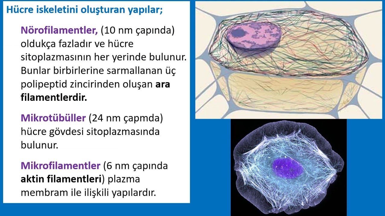 Histoloji - Sinir Doku