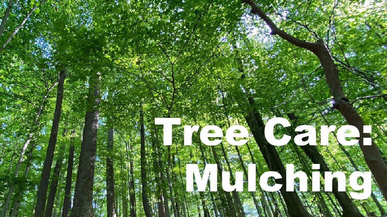 Tree Care: Mulching
