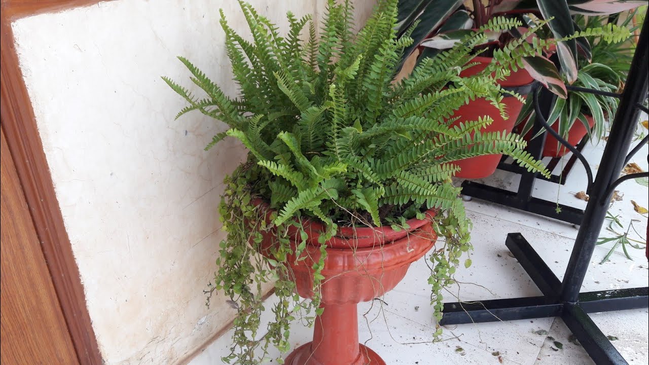 Care of Boston Fern Plant || Best House Plant for Greenery