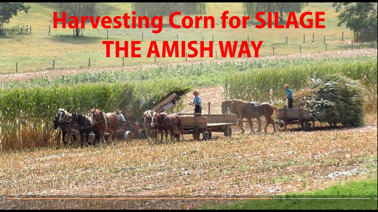 Harvesting Corn for Silage in Lancaster County's AMISH COUNTRY using Draft Horses and Mules