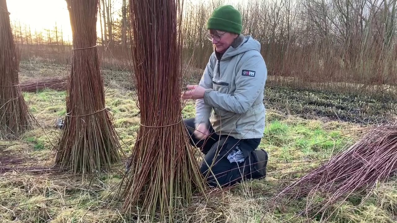 Pileh&oslash;st / Willow Harvest
