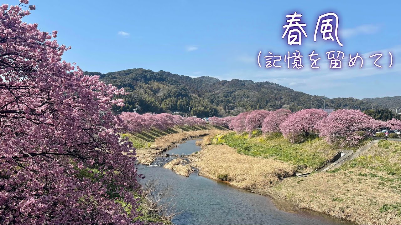 春風　Music Video 【南伊豆町　みなみの桜と菜の花まつり】