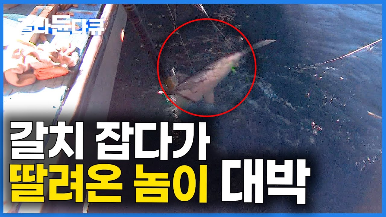 회 떠먹다가 낚싯대가 이상해서 가봤더니 이게 웬일｜네가 왜 잡혀?｜만선 갈치잡이｜한국기행｜#골라듄다큐