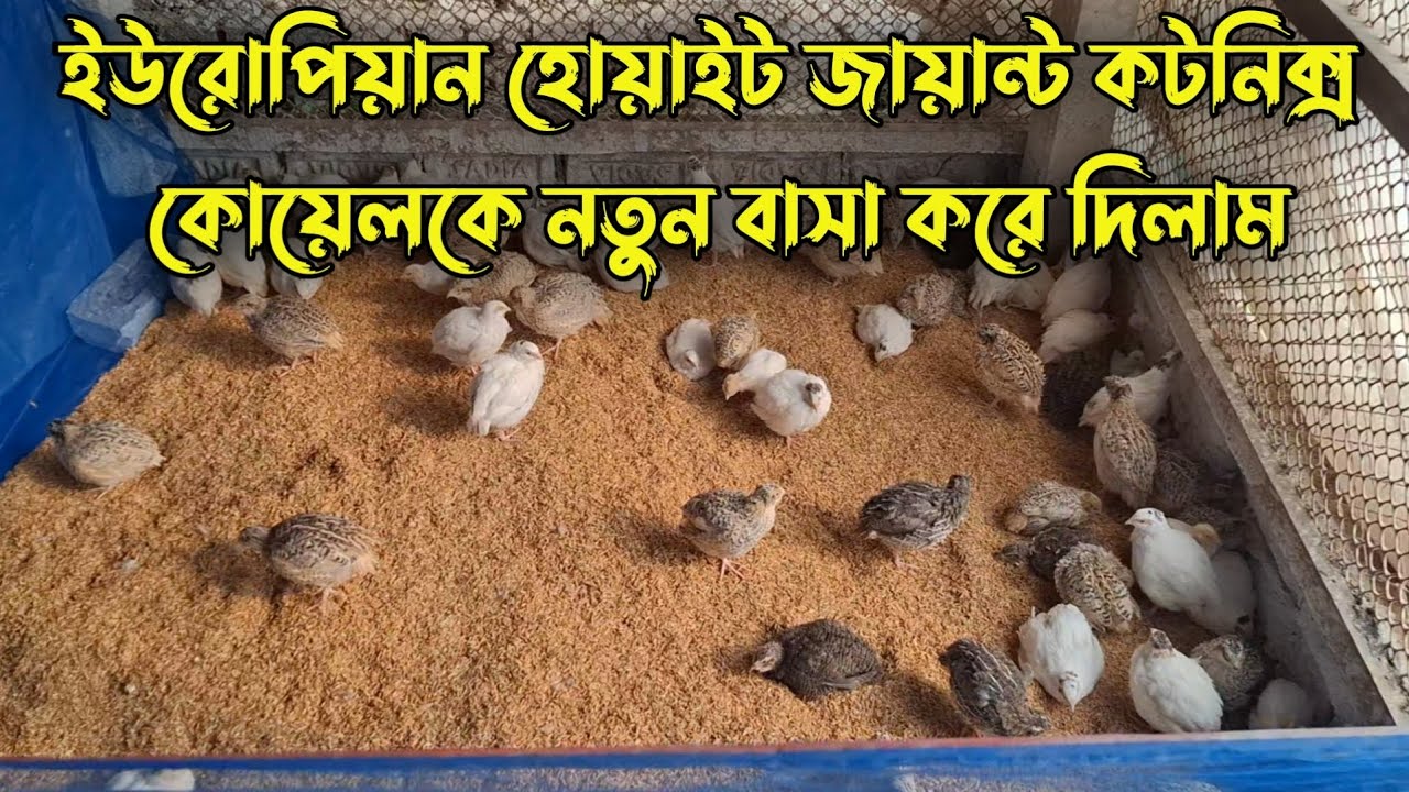 কটনিক্স কোয়েল পালন | ইউরোপিয়ান হোয়াইট জায়ান্টের নতুন বাসা