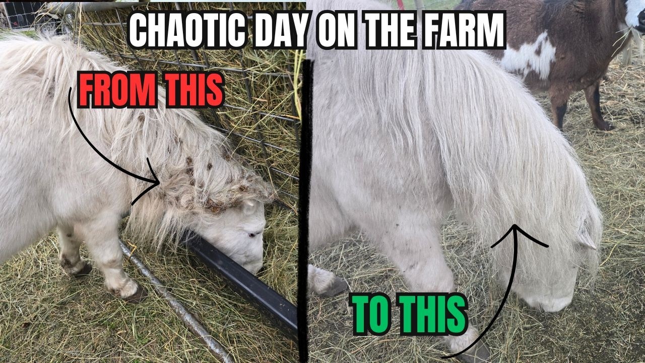 Burrs & A Biting Rooster - A Chaotic Day on the Homestead
