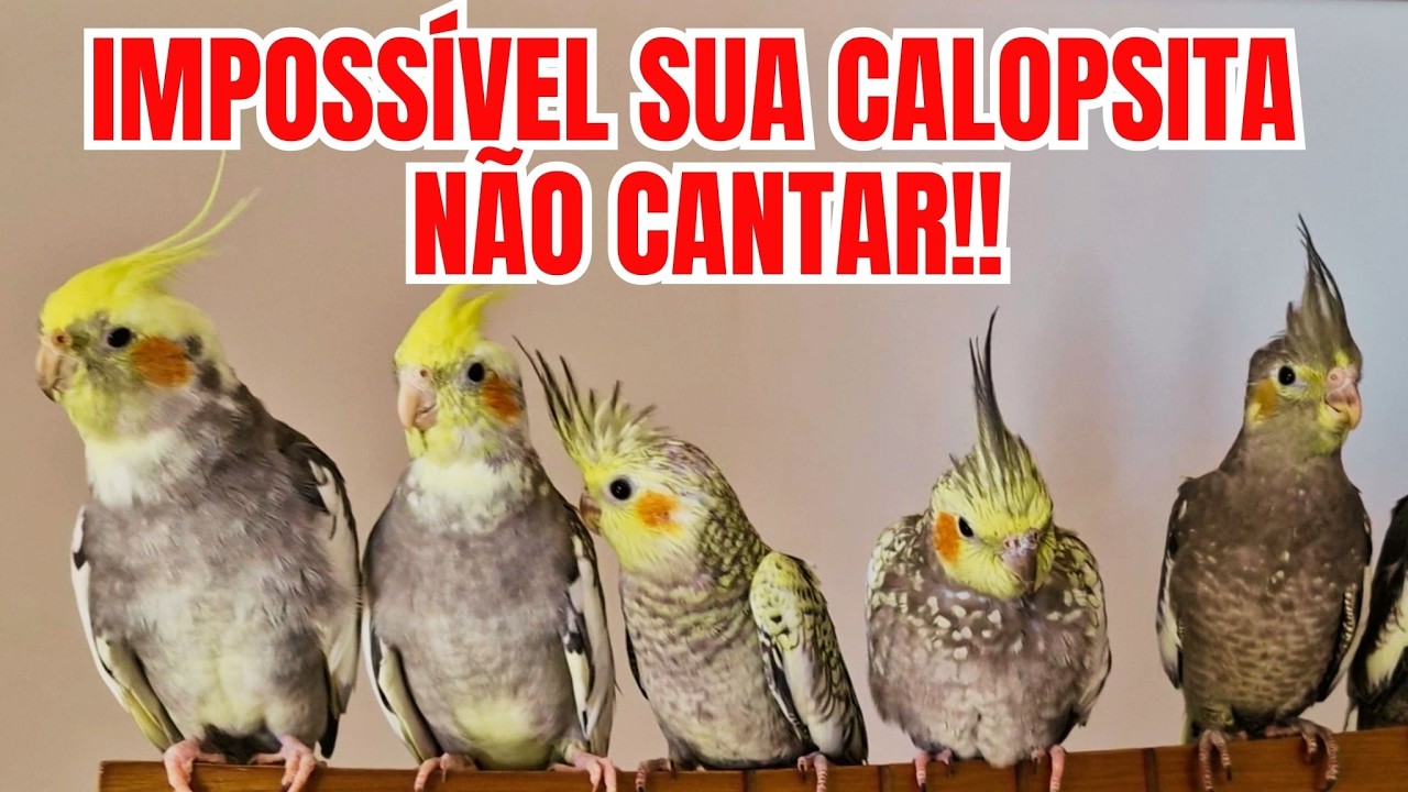 Cantos de Calopsitas Que Vão Deixar Sua Calopsita Cantando em Poucos Dias!