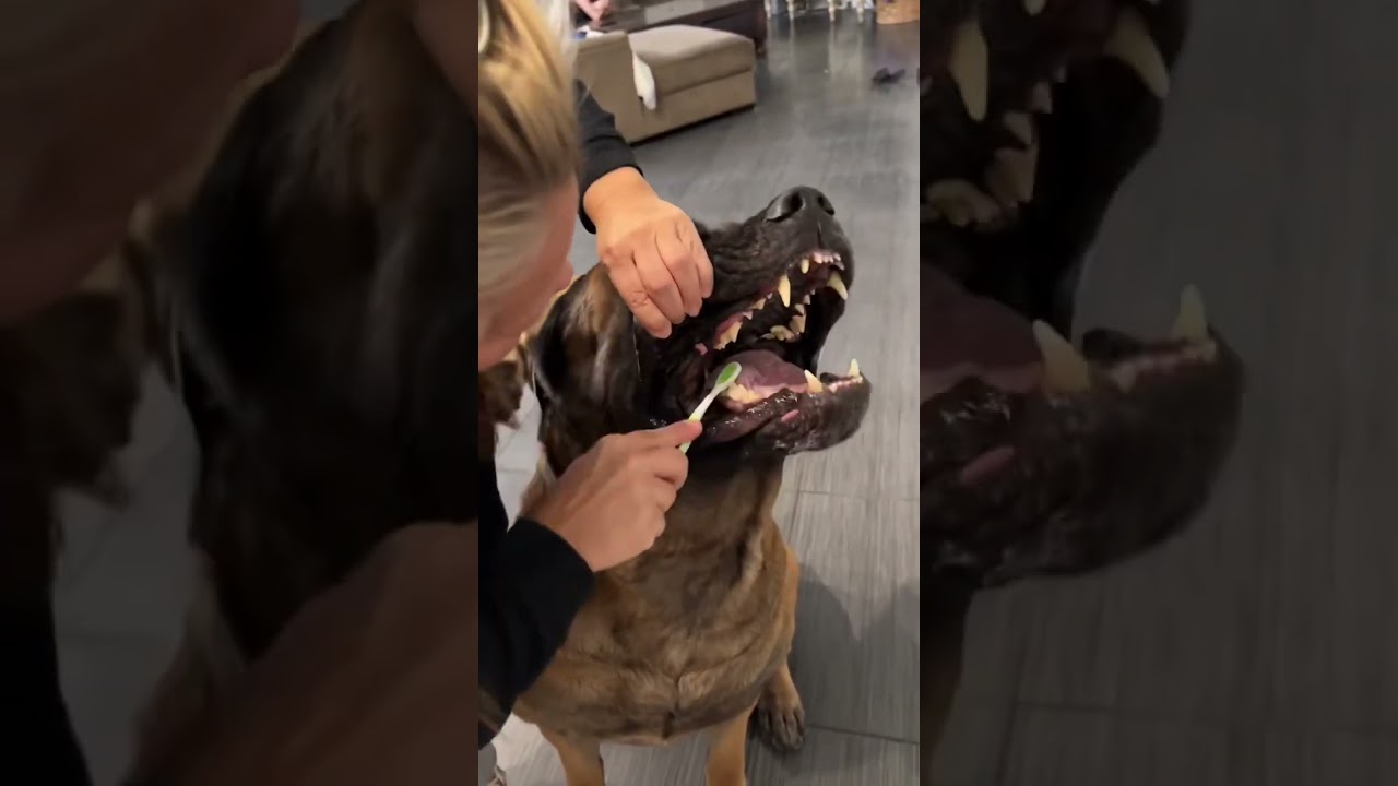 Bowserthemastiff88
