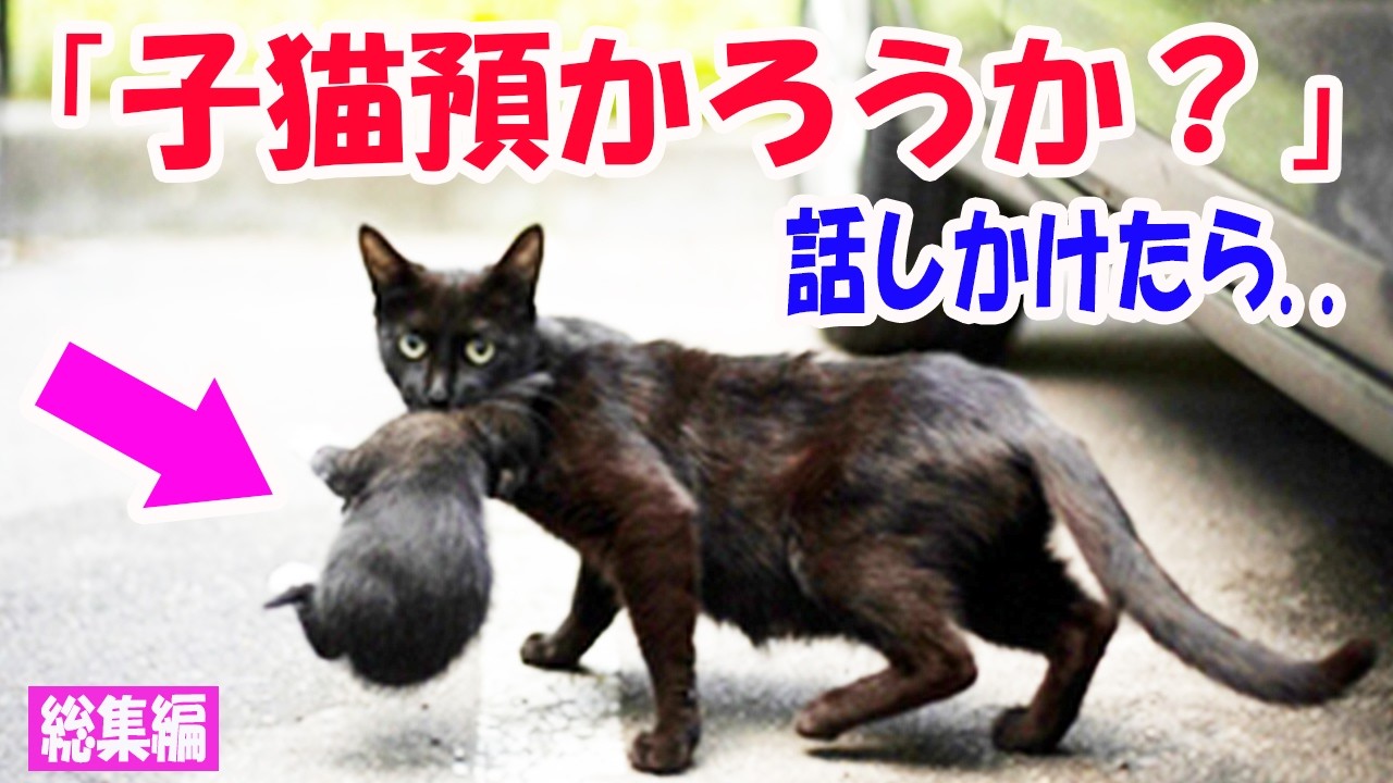 「子猫預かろうか？」駐車場で子猫を咥えた痩せた母猫に話しかけたら..【猫の不思議な話】【総集編】