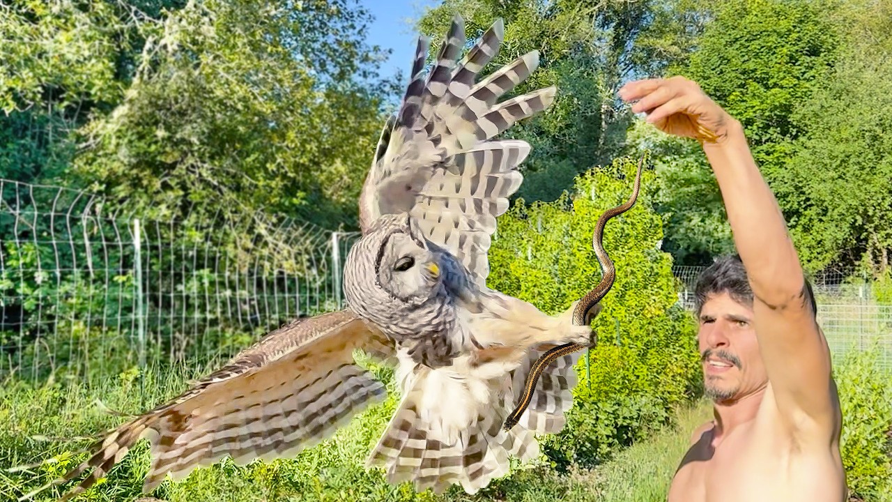 The Summer of the Owl - 8 Week Adventure On the Wild and True Homestead