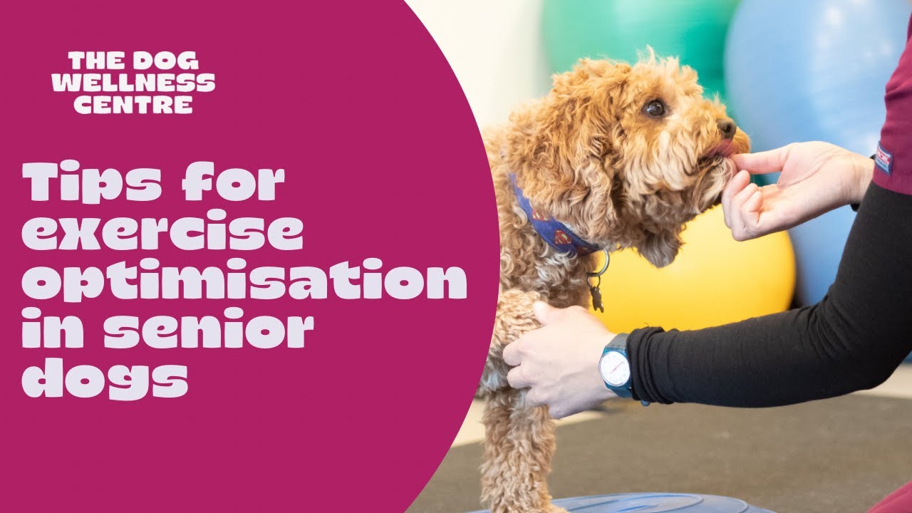 How much exercise for my senior dog? The goldilocks formula!
