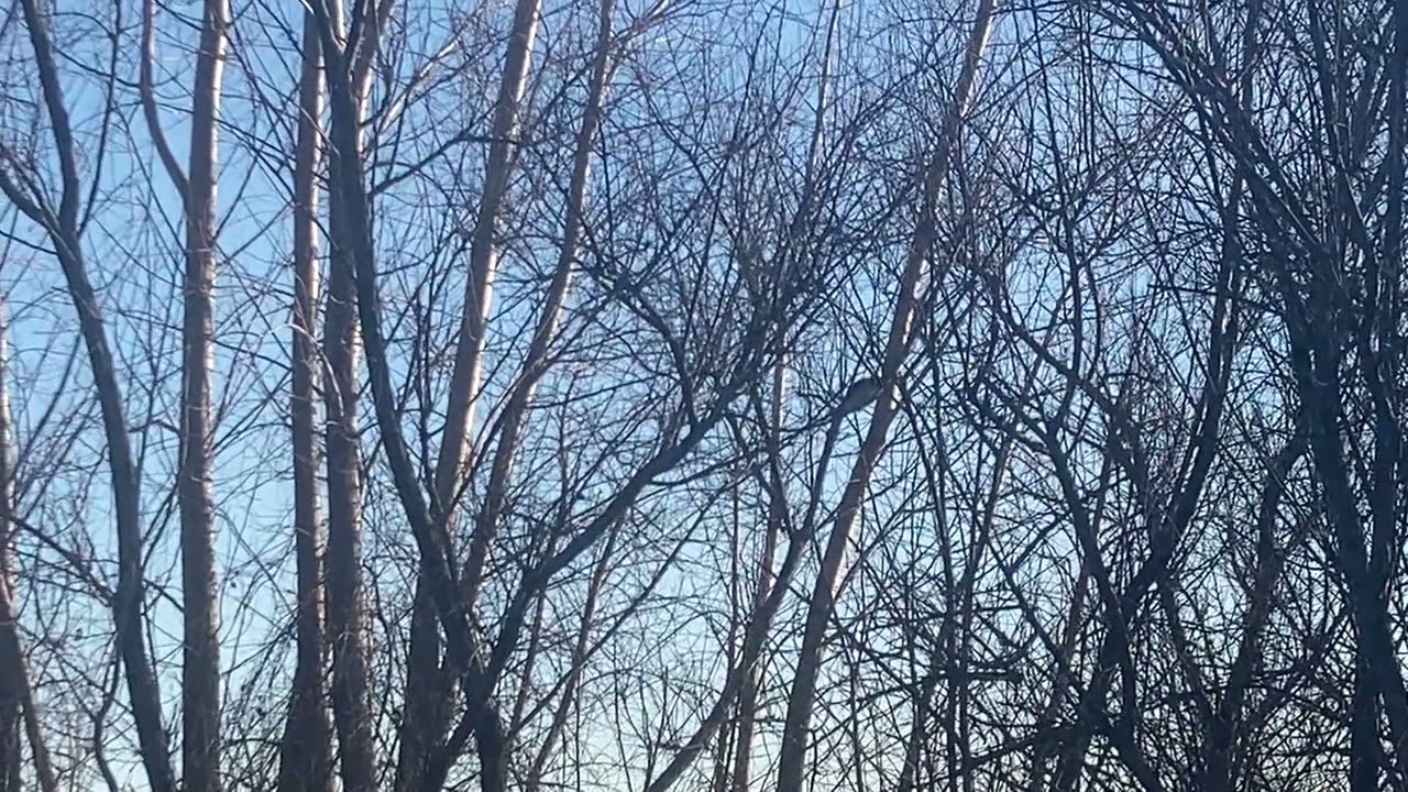 Woodpecker in the Woods!