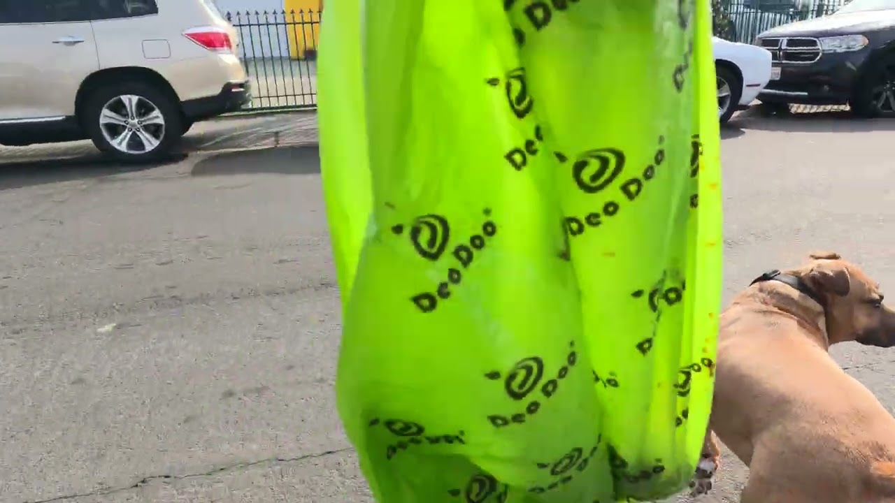 Walking My PitBull 305