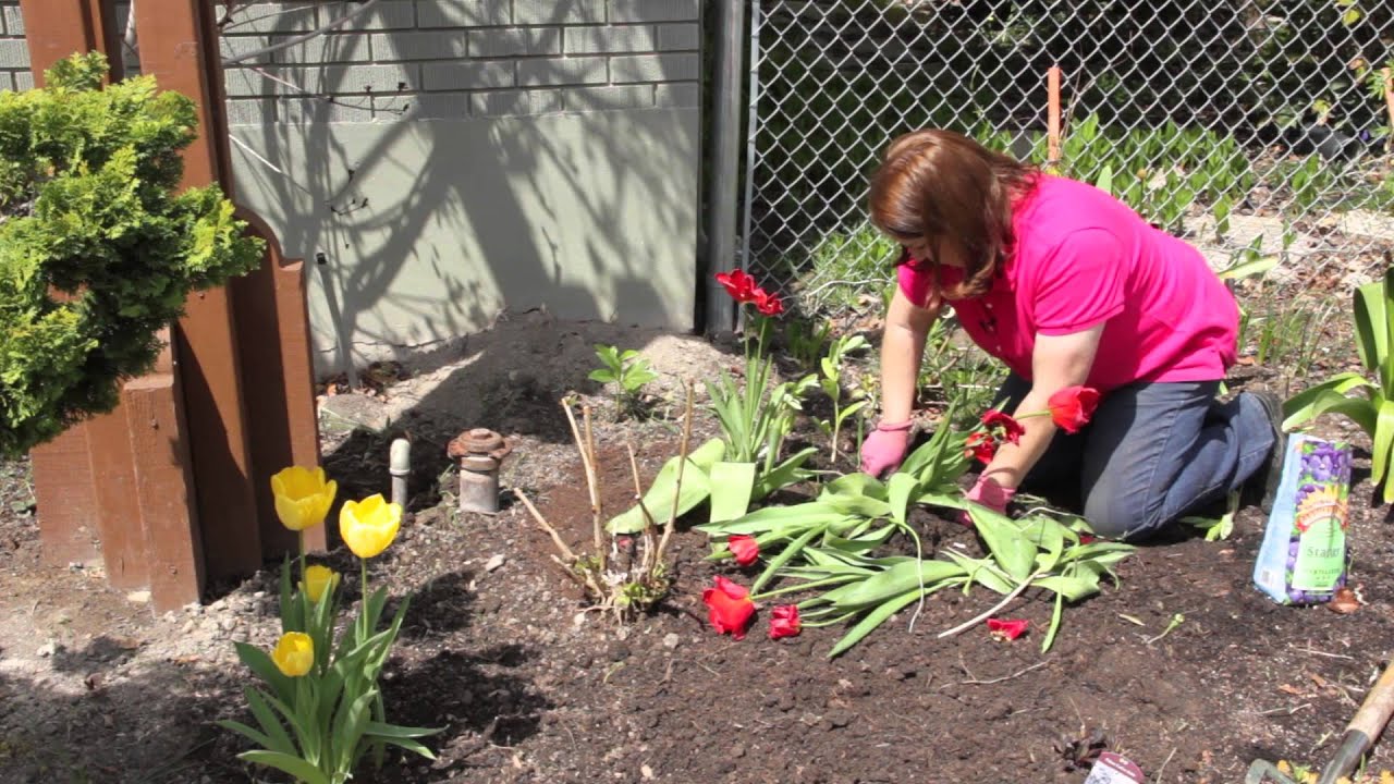 When to Divide Tulip Bulbs? : Grow Guru