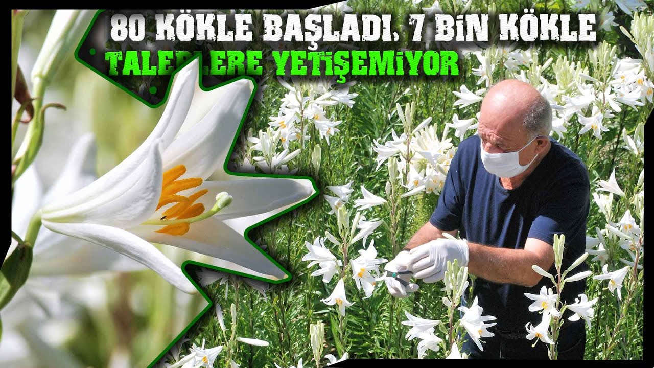 Emekli Olduktan Sonra Ak Zambak Çiçeği Üretmeye Başladı, Yoğun İlgi Gördü