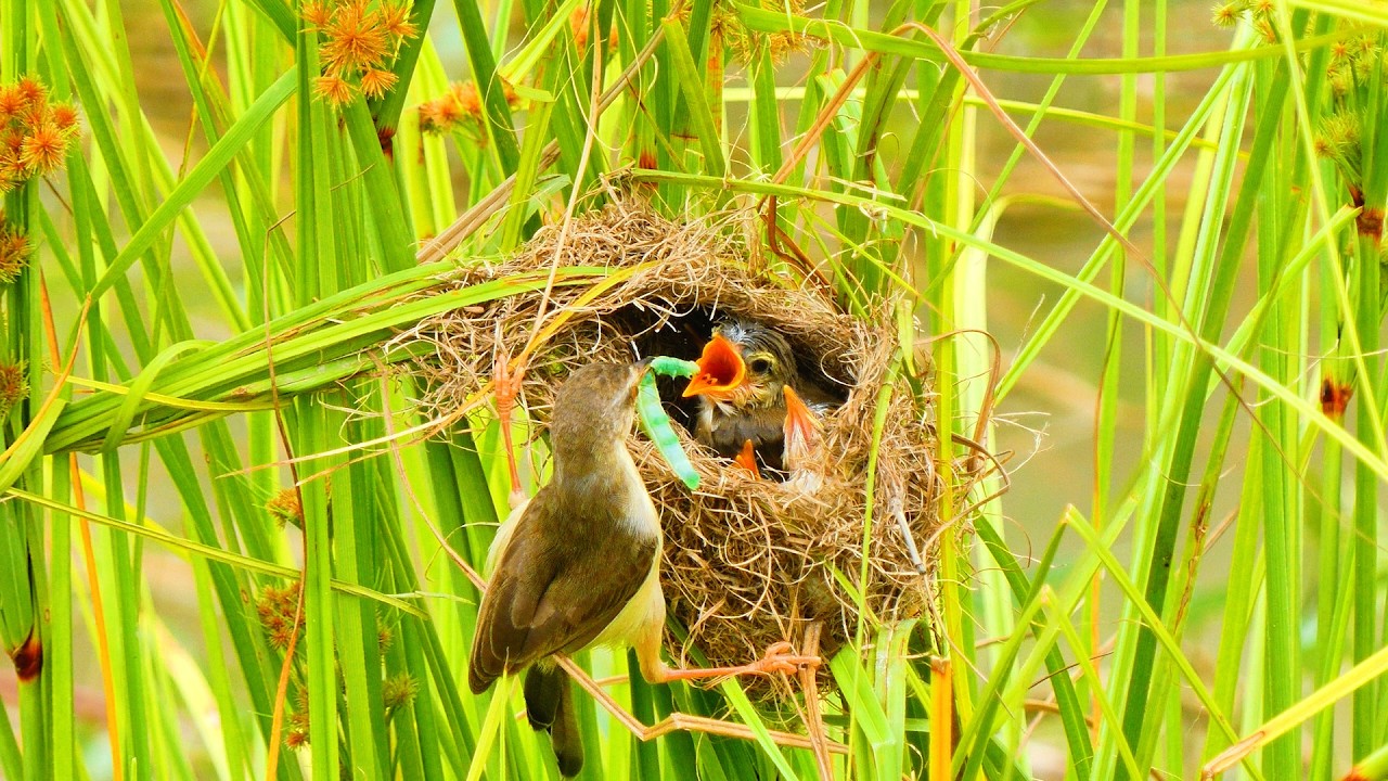 Bird Feed Blue Worm to baby in tiny nest