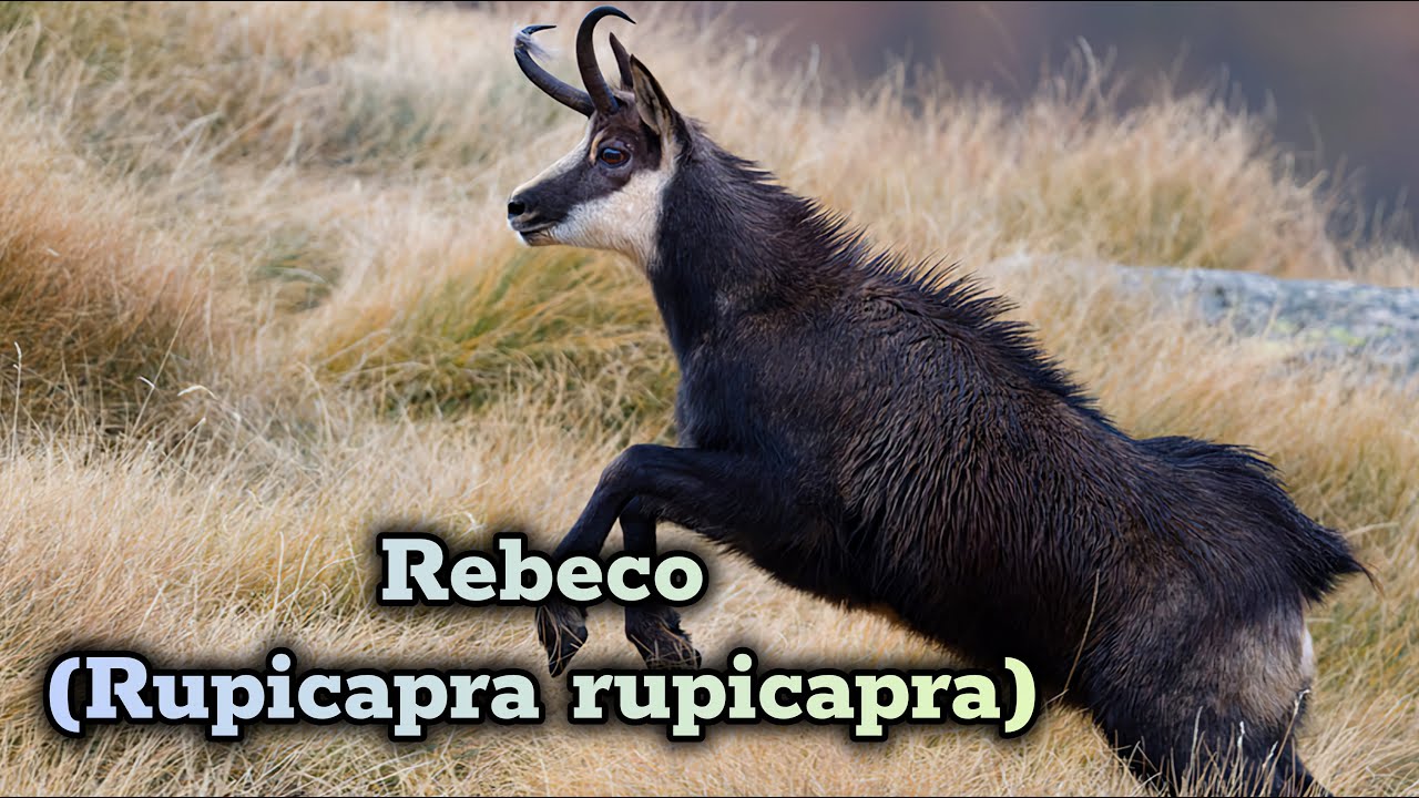 Rebeco: El Acr&oacute;bata de las Monta&ntilde;as