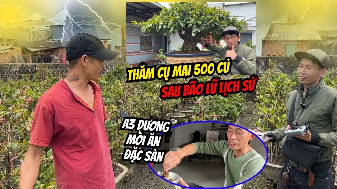 Thủ Phủ Mai Vàng Bình Định sau Bão 13 và lũ lịch sử như thế nào - Thăm Cụ Mai 500 Củ quá tuyệt vời