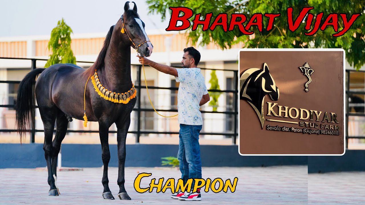 चैंपियन #भारत_विजय -एक ऐसा फ़ार्म जिसने #मारवाड़ी #ब्रीड को आगे बढ़ाने में दिया बहुत बड़ा योगदान