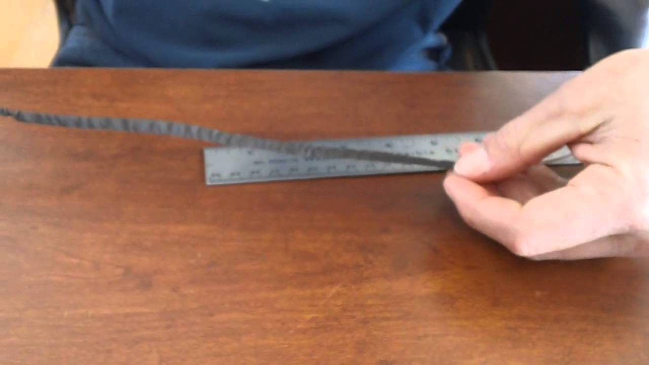 elastic bird harness how-to