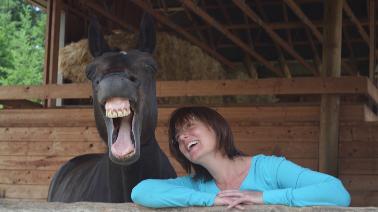 Horses Laughing