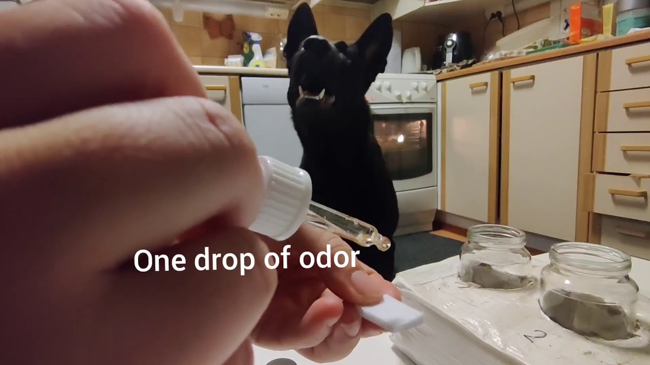 How to start Nosework training