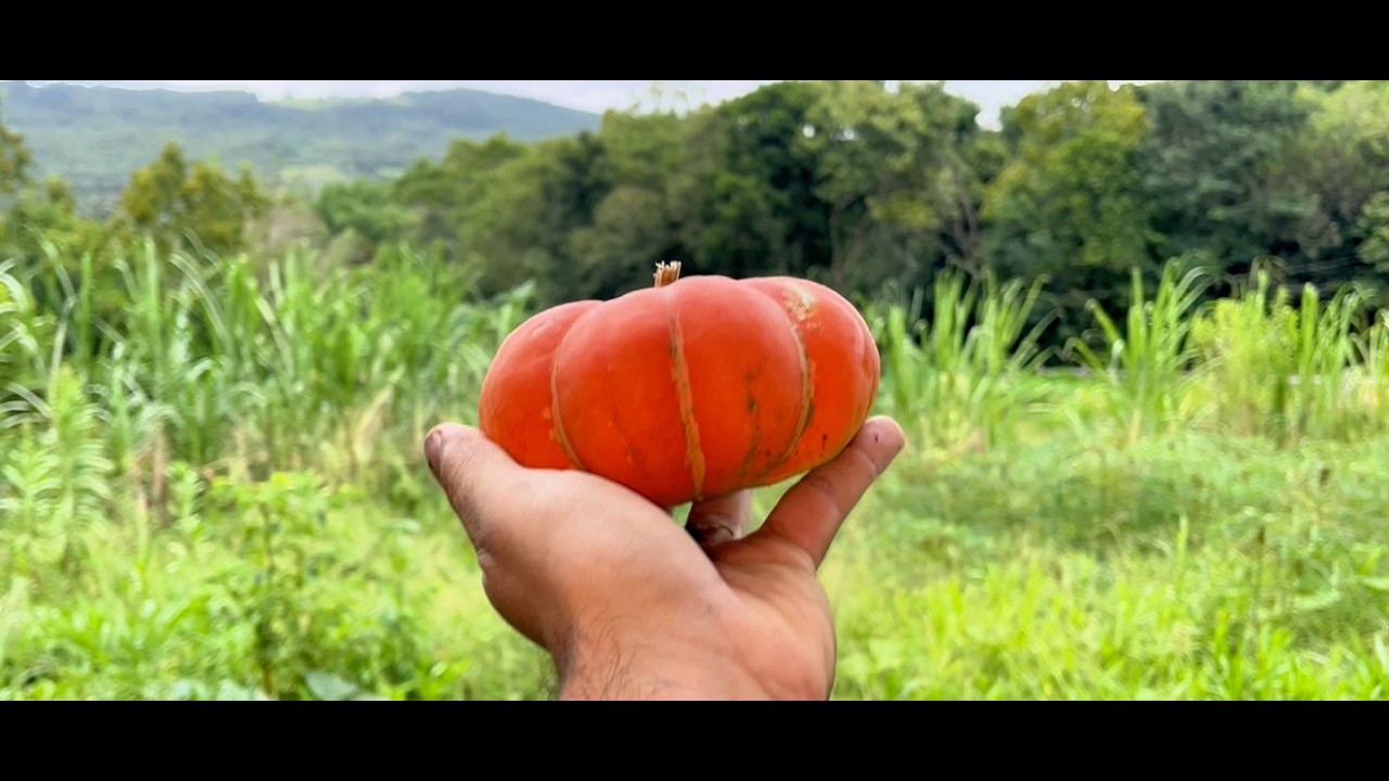 Aprendendo com quem entende: dia de plantação com meu pai