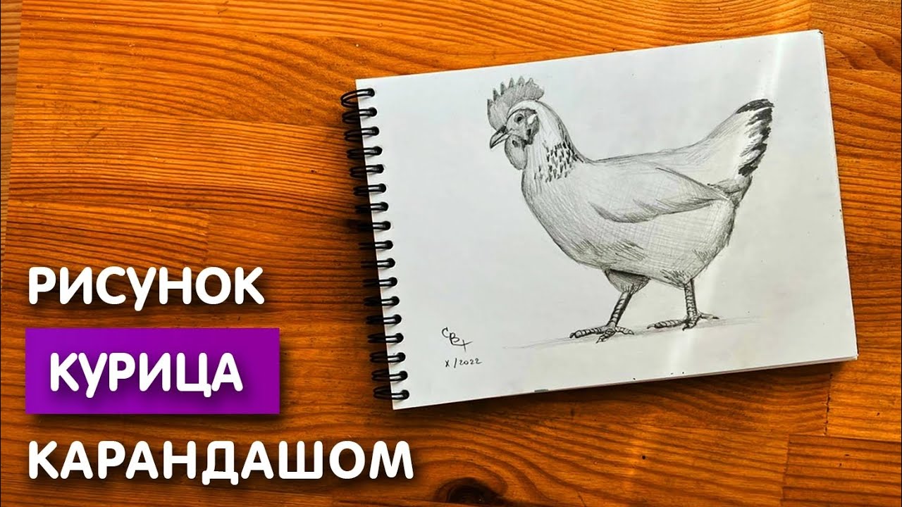 Как нарисовать курицу карандашом | Рисунок для начинающих поэтапно