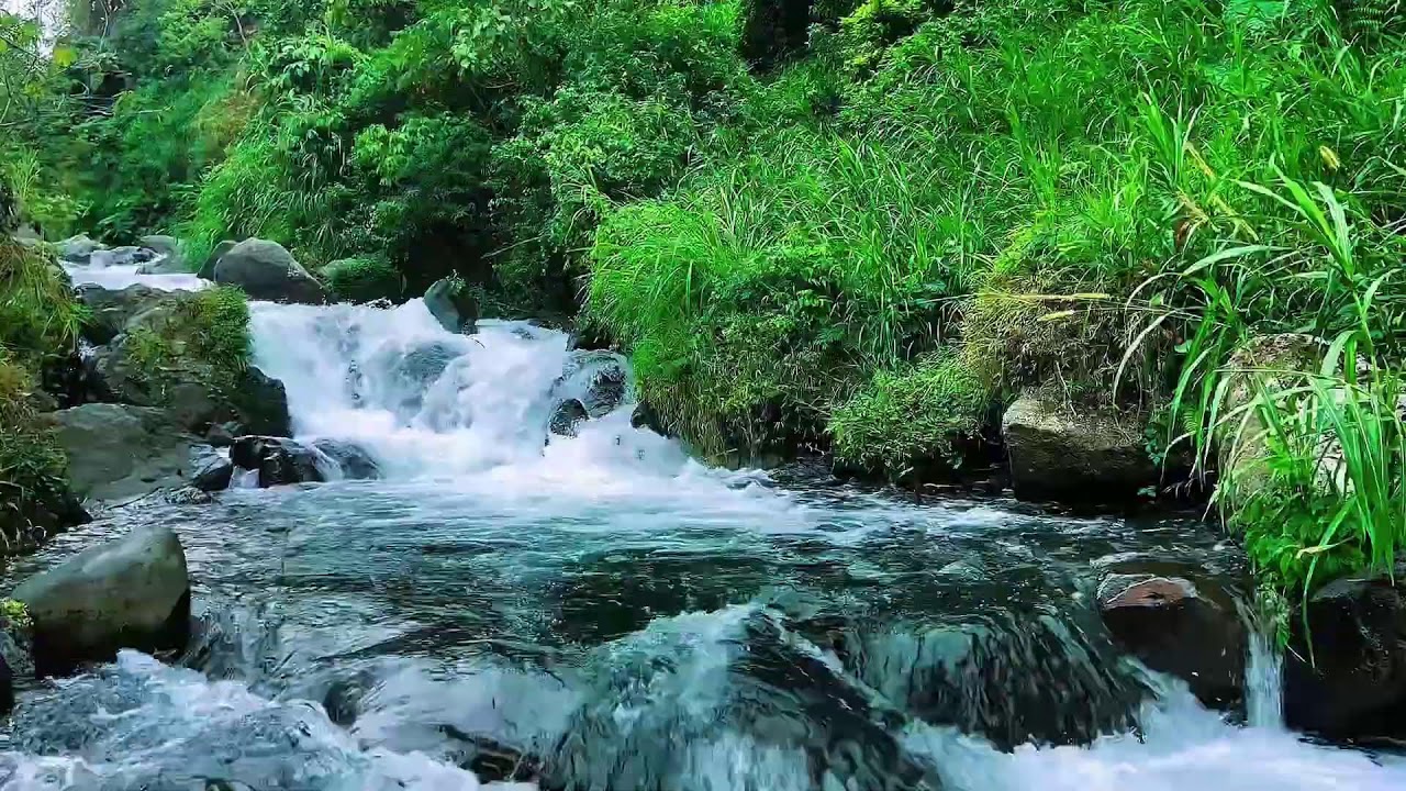 Natural Flowing Forest River, Mountain Stream Sounds, Sleep