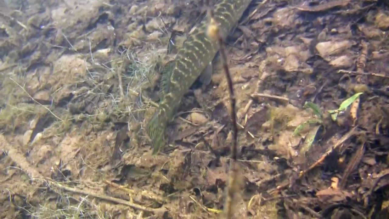 Tauchgang im Forellensee bei Nordhausen