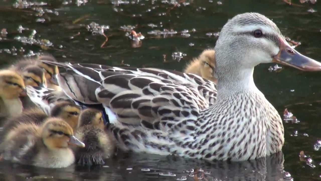 Canards