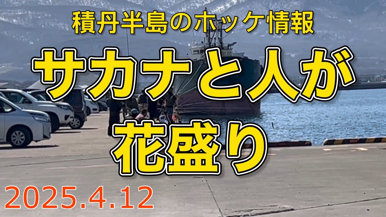 積丹半島のホッケ情報【2025.4.12】