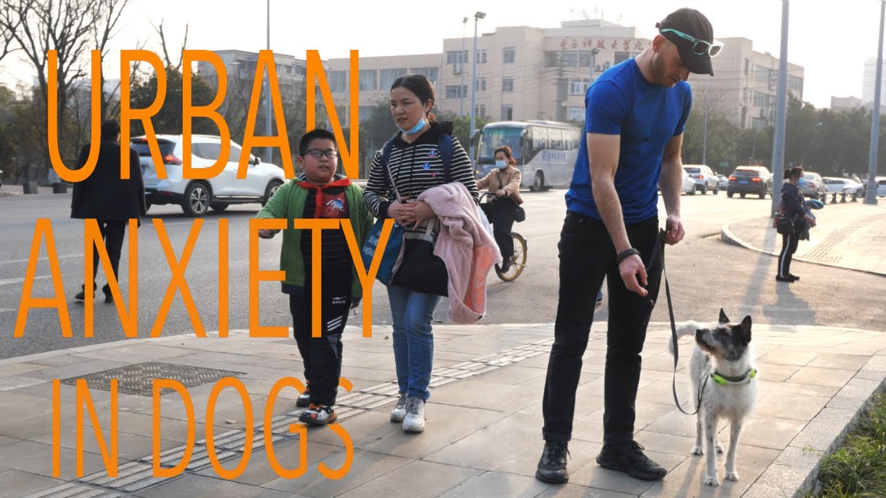 LIVING IN A MEGACITY WITH AN ANXIOUS DOG: How to help your dog with urban and seperation anxiety