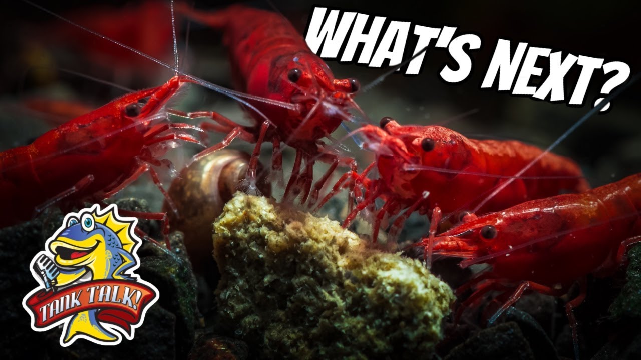 Is Anything NEW In Fish Keeping Worth Getting Excited About?