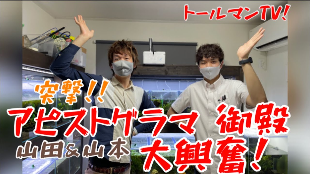 突撃訪問！アピストグラマパラダイス【アクアリウムトールマン動画チャンネル！トールマンTV!】