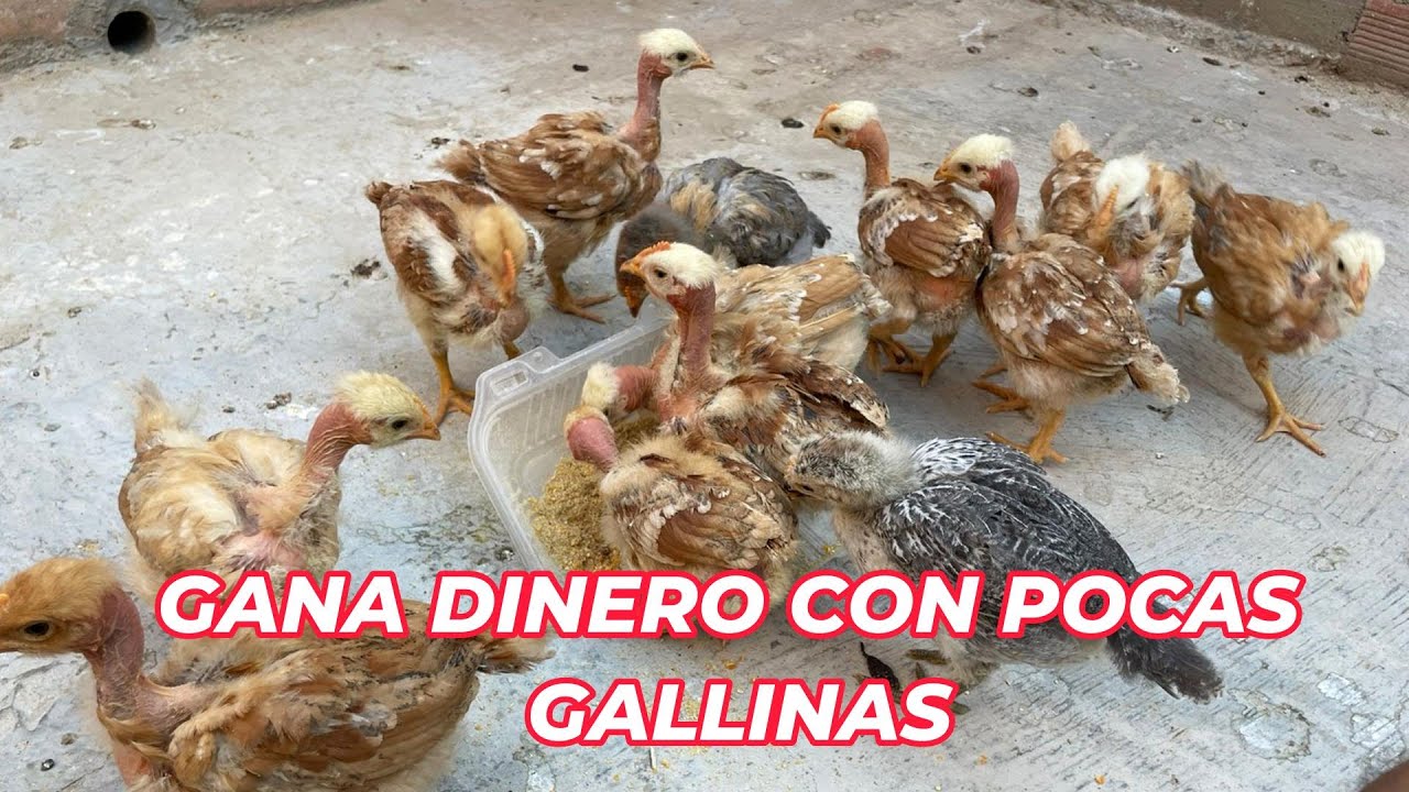 Has un pequeño negocio con 15 gallinas para ganar dinero