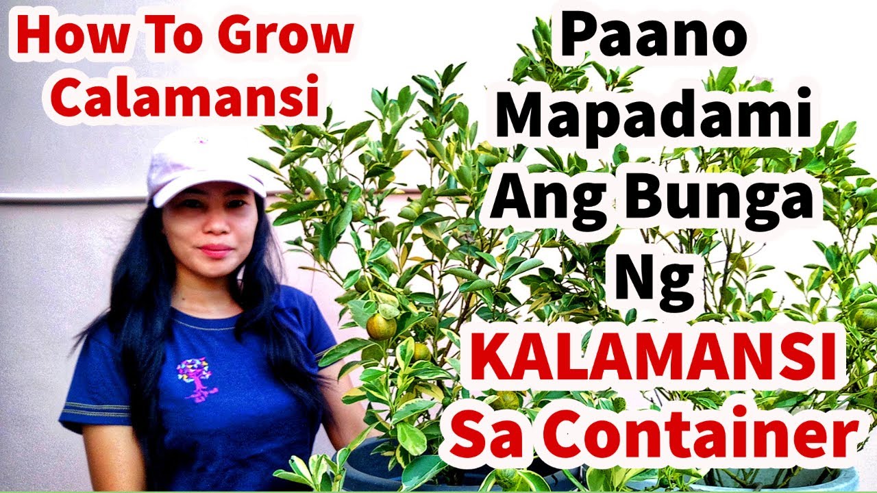 SIKRETO PARA MAGING HITIK SA BUNGA ANG KALAMANSI NA NAKATANIM SA CONTAINER