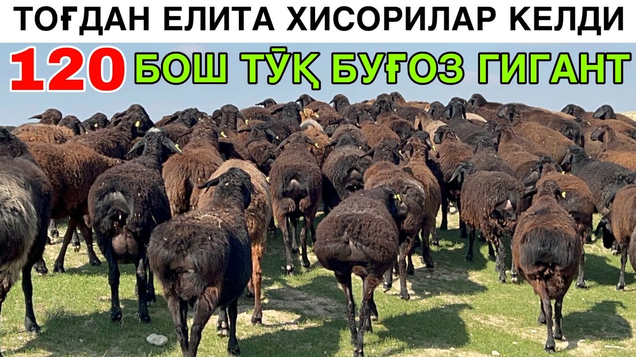 ЕГИЗЧИ БУҒОЗ ҚӮЙЛАР. ☎️+998952221248 ☎️+998949371248