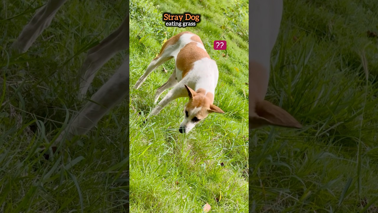 Dogs know to self medicate #dogeating#dogeatinggrass #desikutta#wisedogs#doglovers#dogactions#shorts