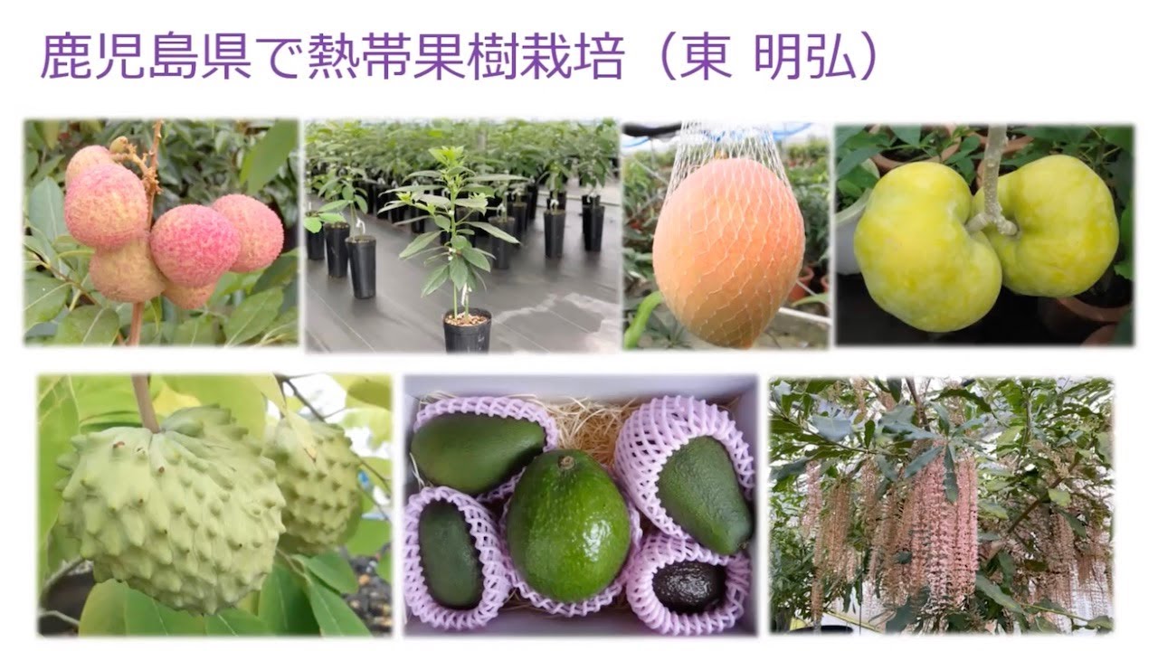 【アボカドパーティ】ゆす村農園誕生秘話，鹿児島県での熱帯果樹栽培について【ゆす村農園 日本熱帯果樹協会 東明弘さん】