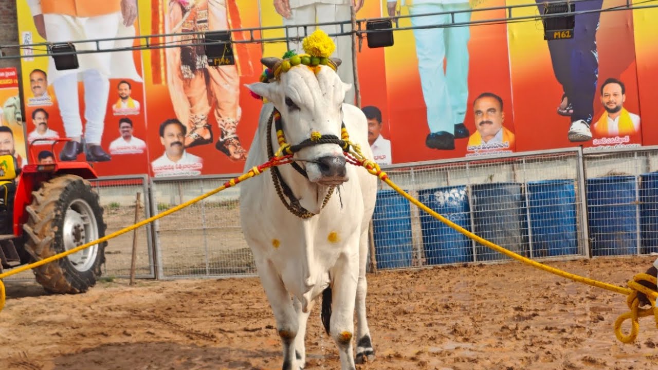 చిలకలూరిపేట గ్రామం న్యూ కేటగిరి విభాగం 11వ జత కాకా బుల్స్