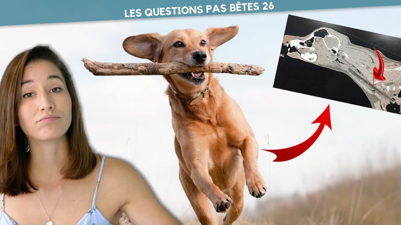QUELS JEUX BLESSENT GRAVEMENT NOS CHIENS - LQPB 26