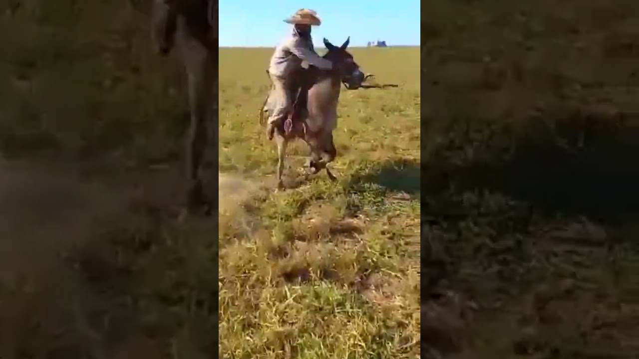 MULADEIRO BRUTO 🤣🤣 PE&Atilde;O ABEIA