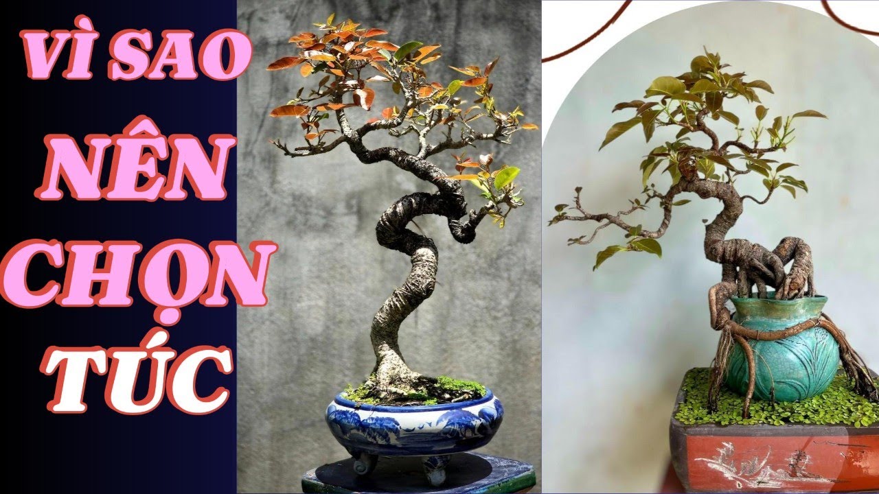 👉 Cây Túc Bonsai – Vì Sao Người Chơi Lâu Năm Luôn Giữ Ít Nhất Một Cây Trong ##BonsaiPhongThuy
