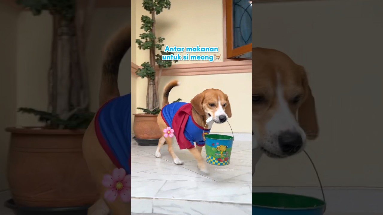 ANABUL BERBAGI MAKANAN DENGAN KUCING JALANAN‼️😍 #shorts #anjinglucu