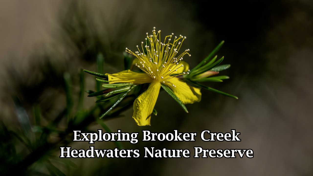 Exploring Brooker Creek Headwaters Nature Preserve