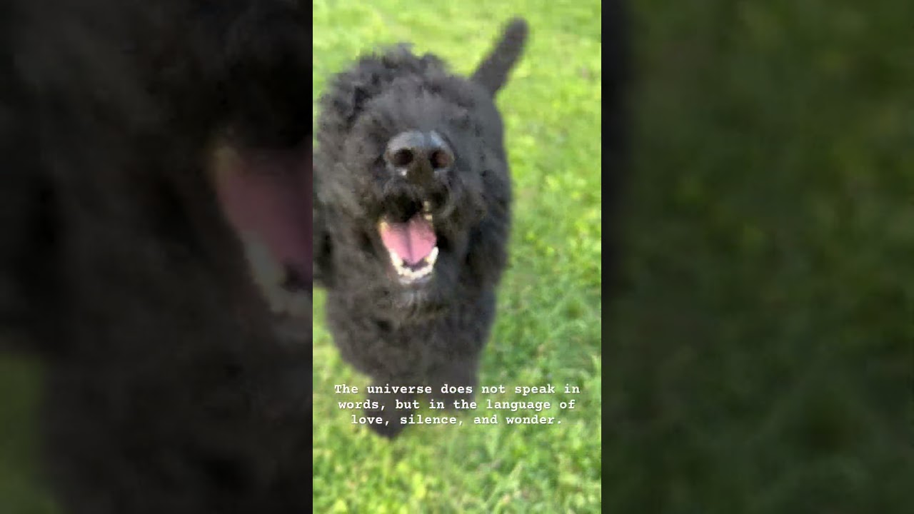 Smart dog has a message.Loki  is Boss 